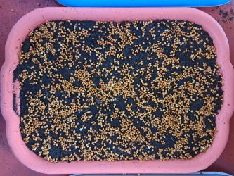zaseta seminka microgreens redkvicka rose